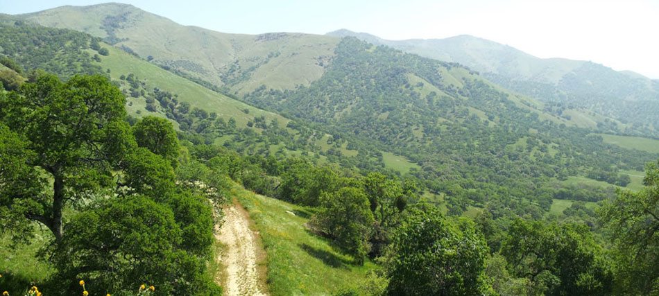 Rolling California ranch land with oak trees